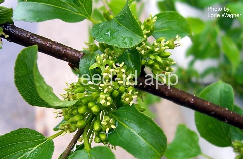 buckthorn, European